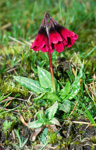 <i>Primula kingii </i>