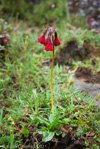 <i>Primula kingii </i>