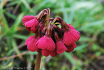 <i>Primula kingii </i>