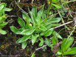 <i>Primula kingii </i>