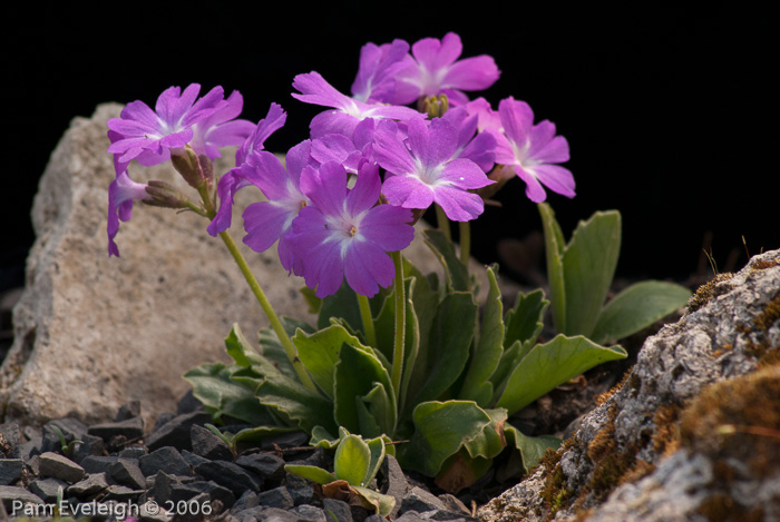 <i>Primula kitaibeliana </i>