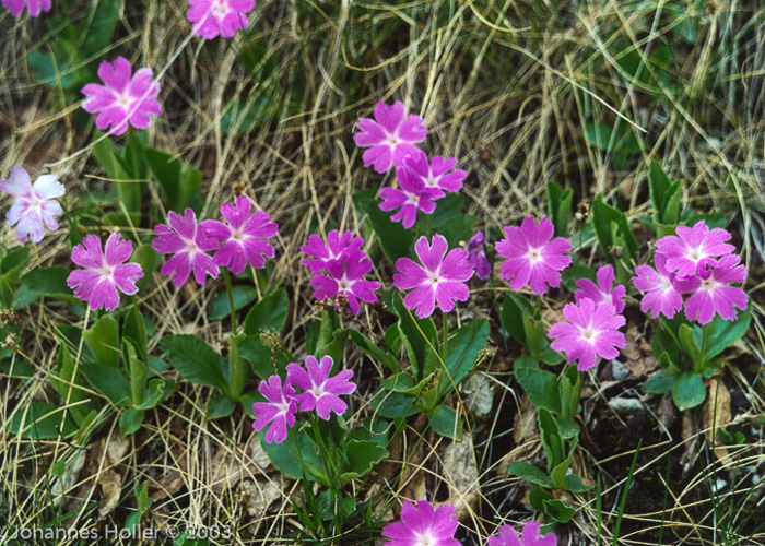 <i>Primula kitaibeliana </i>