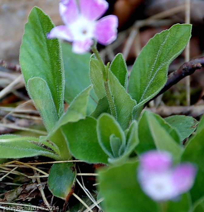 <i>Primula kitaibeliana </i>