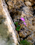 <i>Primula kitaibeliana </i>