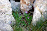 <i>Primula kitaibeliana </i>