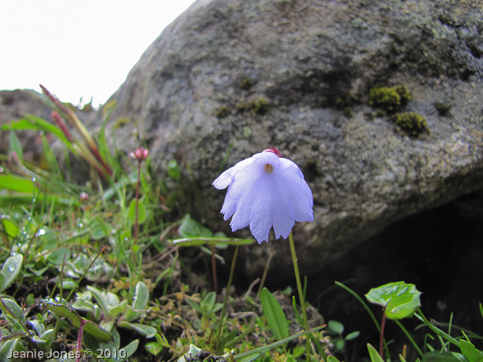 <i>Primula klattii </i>