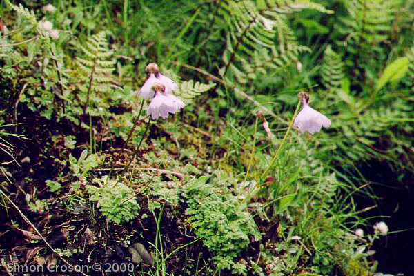 <i>Primula klattii </i>