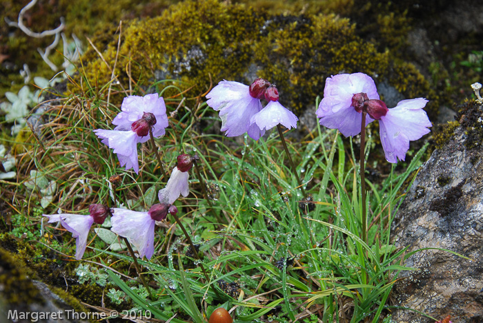 <i>Primula klattii </i>