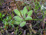 <i>Primula klattii </i>