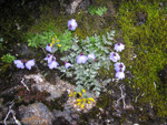 <i>Primula klattii </i>