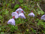 <i>Primula klattii </i>