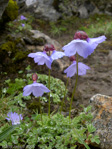 <i>Primula klattii </i>