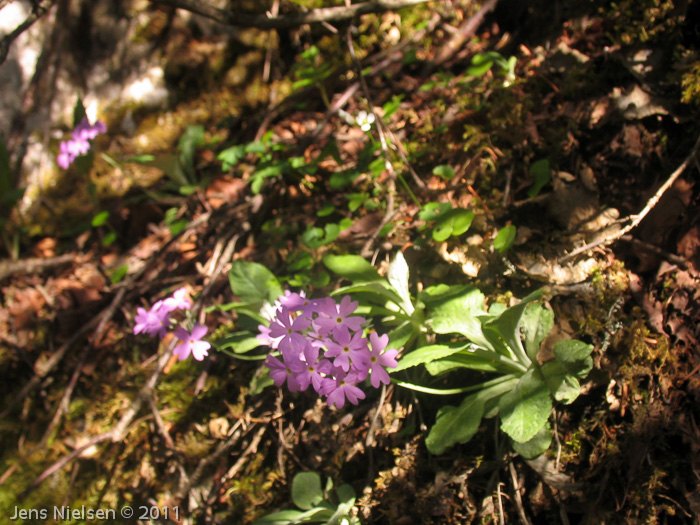 <i>Primula knuthiana </i>