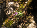 <i>Primula knuthiana </i>