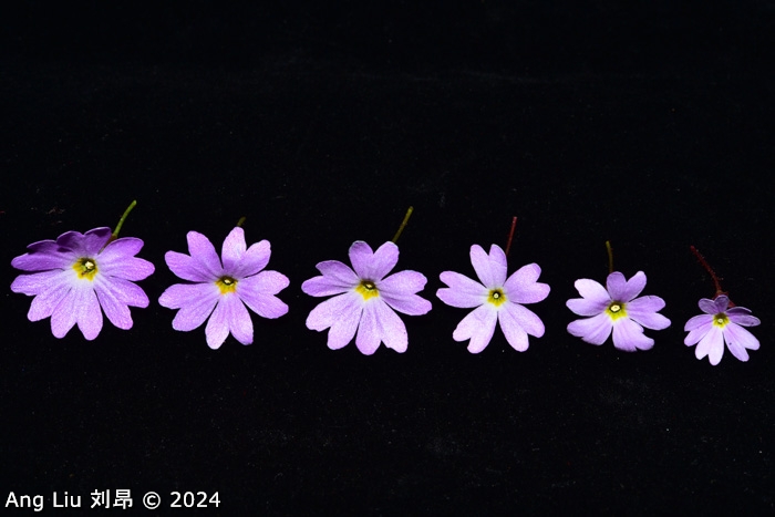 <i>Primula kwangtungensis </i>