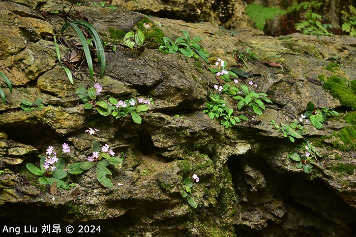 <i>Primula kwangtungensis </i>