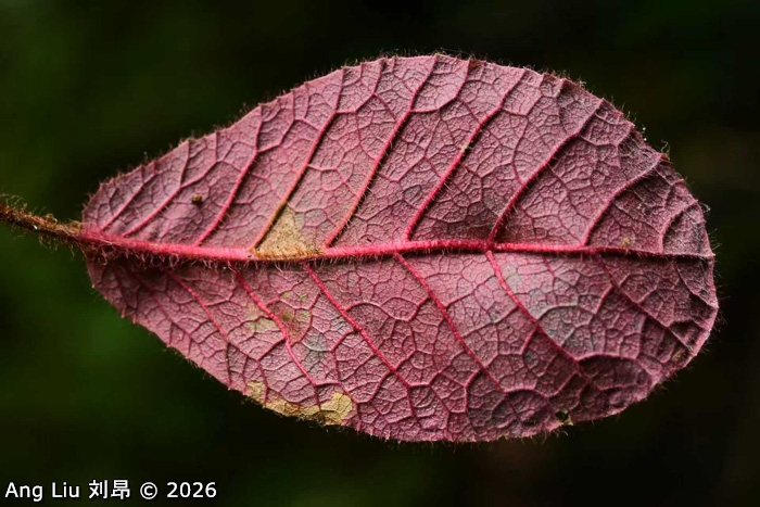 <i>Primula kwangtungensis </i>