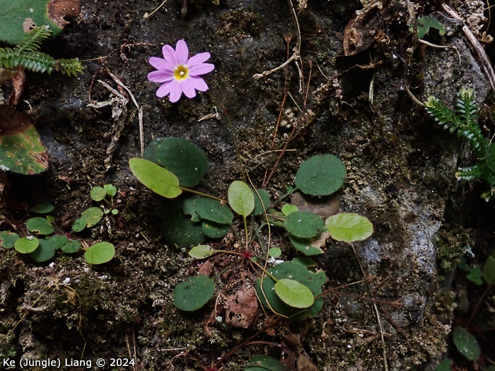 <i>Primula kweichouensis subsp. venulosa </i>