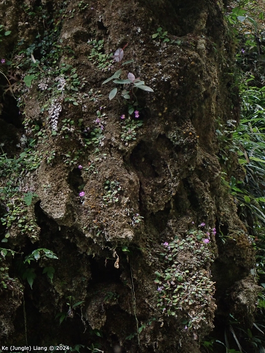 <i>Primula kweichouensis subsp. venulosa </i>