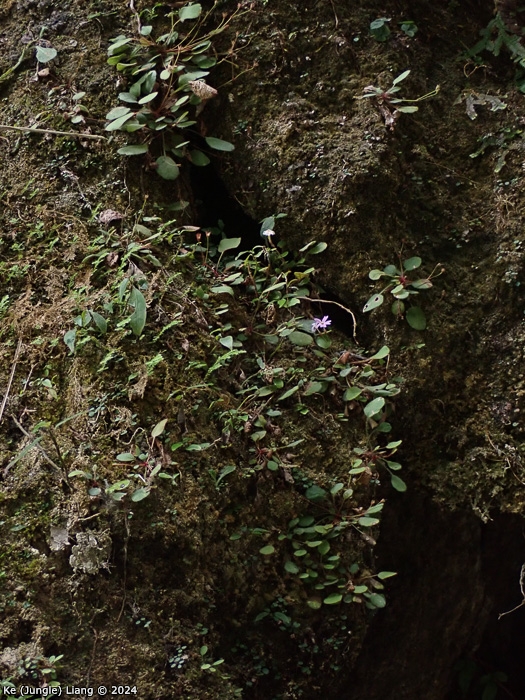 <i>Primula kweichouensis subsp. venulosa </i>