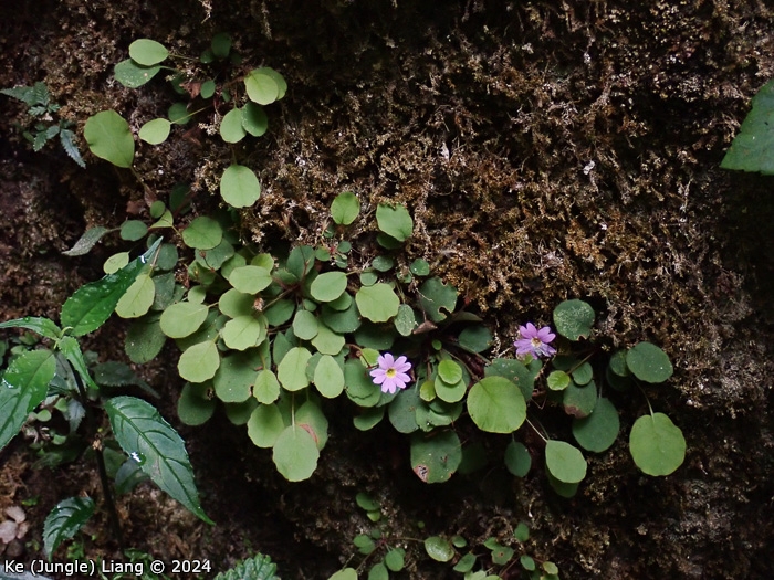 <i>Primula kweichouensis subsp. venulosa </i>