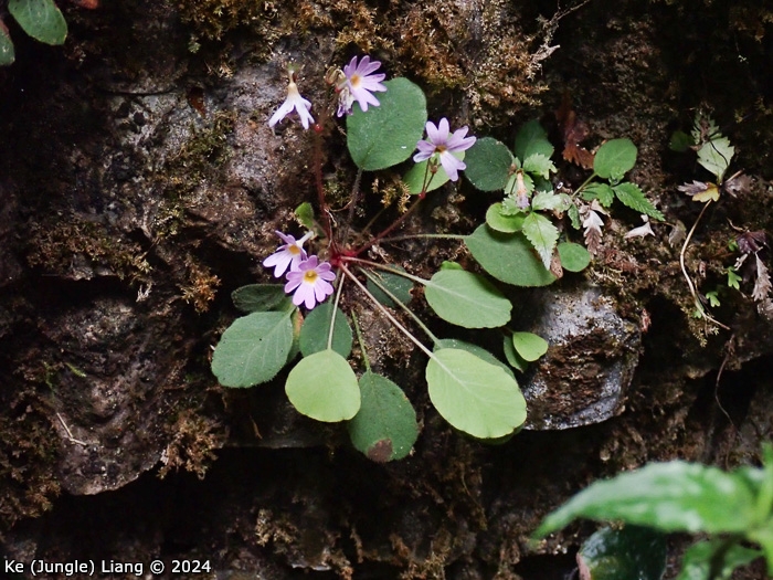 <i>Primula kweichouensis subsp. venulosa </i>