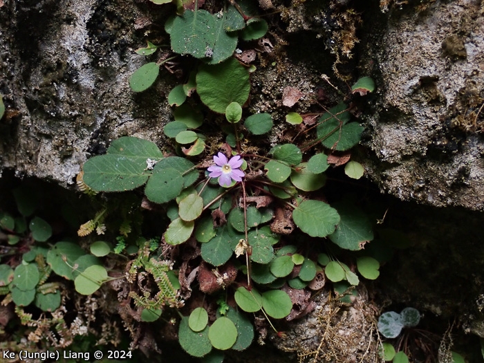 <i>Primula kweichouensis subsp. venulosa </i>