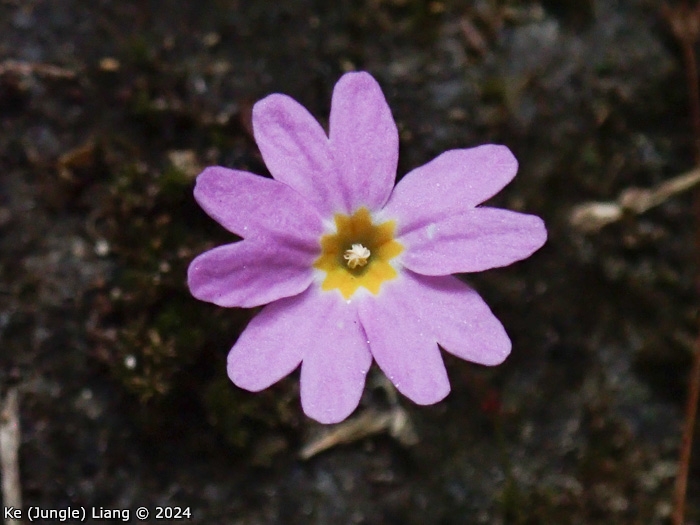 <i>Primula kweichouensis subsp. venulosa </i>