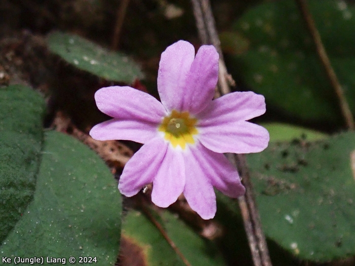 <i>Primula kweichouensis subsp. venulosa </i>