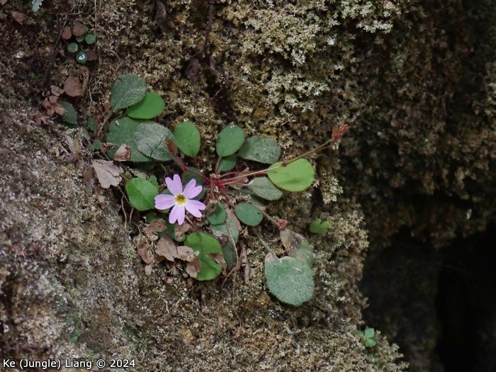 <i>Primula kweichouensis subsp. venulosa </i>