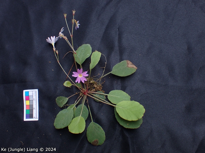 <i>Primula kweichouensis subsp. venulosa </i>