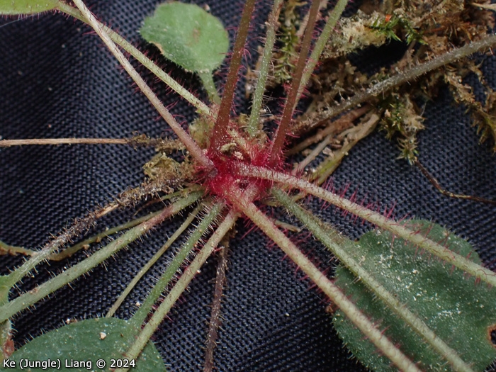 <i>Primula kweichouensis subsp. venulosa </i>