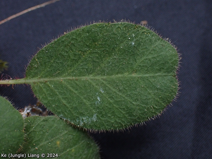 <i>Primula kweichouensis subsp. venulosa </i>