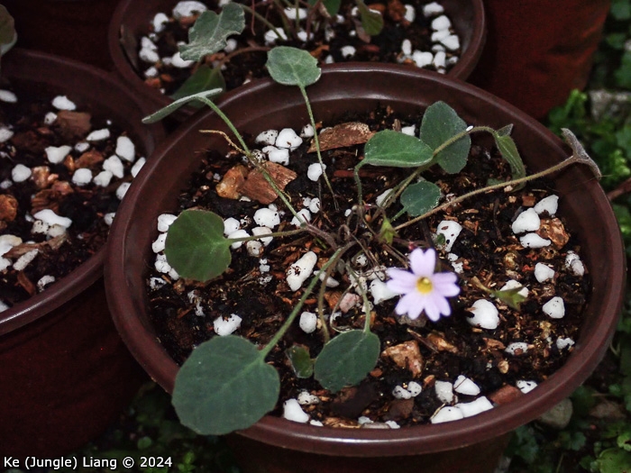 <i>Primula kweichouensis var. guangxiensis </i>