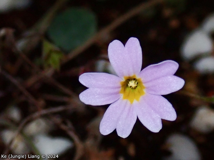 <i>Primula kweichouensis var. guangxiensis </i>