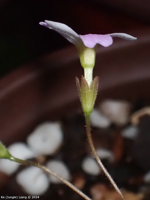 <i>Primula kweichouensis var. guangxiensis </i>