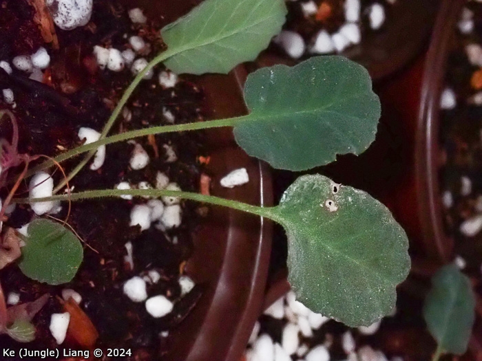 <i>Primula kweichouensis var. guangxiensis </i>