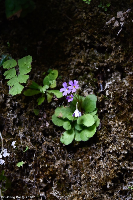 <i>Primula kweichouensis subsp. kweichouensis </i>
