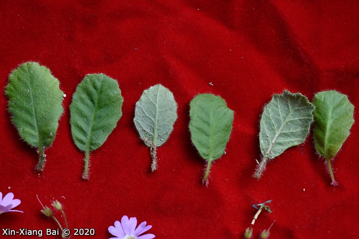 <i>Primula kweichouensis subsp. kweichouensis </i>