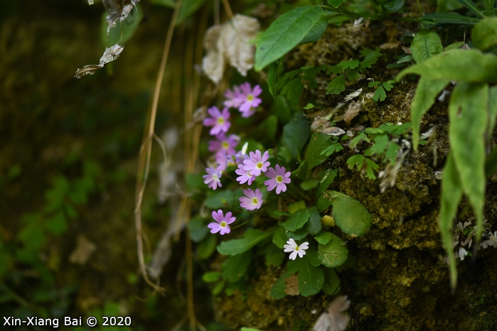 <i>Primula kweichouensis subsp. kweichouensis </i>