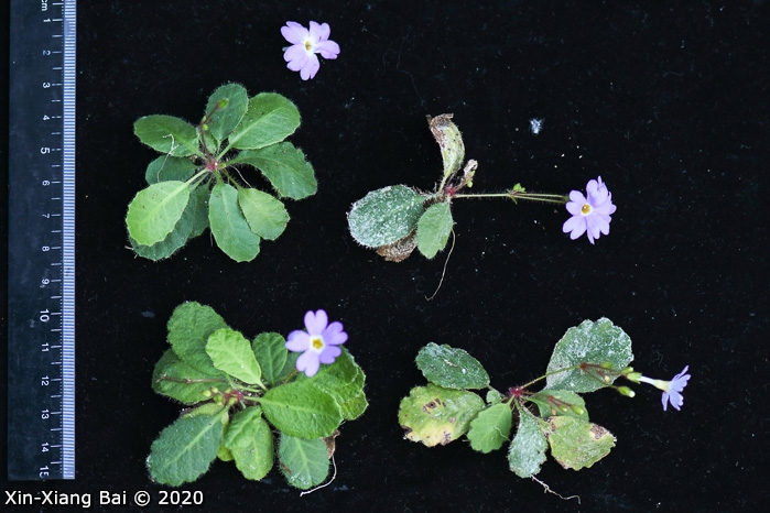 <i>Primula kweichouensis subsp. kweichouensis </i>