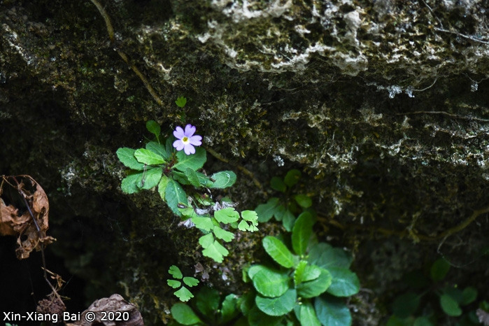 <i>Primula kweichouensis subsp. kweichouensis </i>