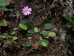 <i>Primula kweichouensis subsp. venulosa </i>