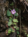 <i>Primula kweichouensis subsp. venulosa </i>