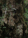<i>Primula kweichouensis subsp. venulosa </i>