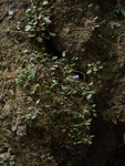 <i>Primula kweichouensis subsp. venulosa </i>