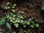 <i>Primula kweichouensis subsp. venulosa </i>