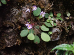 <i>Primula kweichouensis subsp. venulosa </i>