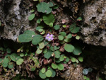 <i>Primula kweichouensis subsp. venulosa </i>