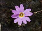 <i>Primula kweichouensis subsp. venulosa </i>